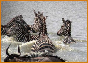 rsz_1tanzania-familie-safari-zebras-in-rivier
